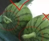 如何制作娱乐圈吃瓜素材,如何轻松制作热门吃瓜素材