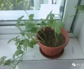 吃瓜娱乐圈花盆,揭秘明星们的“秘密花园”