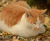 娱乐吃瓜酱猫抢鸡仔,猫界“抢鸡仔”大战,萌态百出!