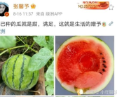 2020年娱乐圈吃瓜,瓜田李下,明星们的年度大揭秘