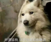 娱乐吃瓜酱舔狗,娱乐界的甜蜜苦涩